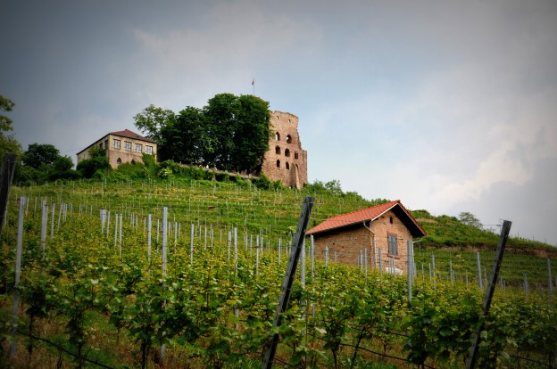 Vineyards on a hill outside Schriesheim